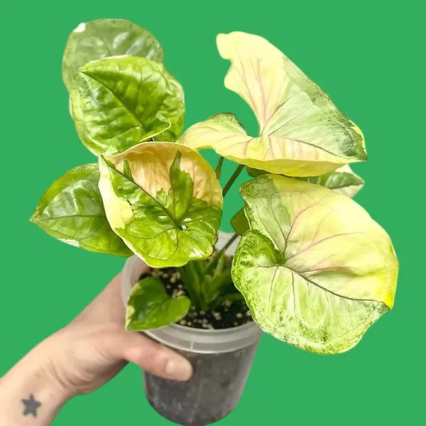 Plant Problems India: Complete Troubleshooting Guide - Yellow Leaves, Pests & More